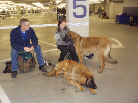 Rasvaa iso musta Dicks